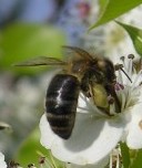 Abeilles et apiculture